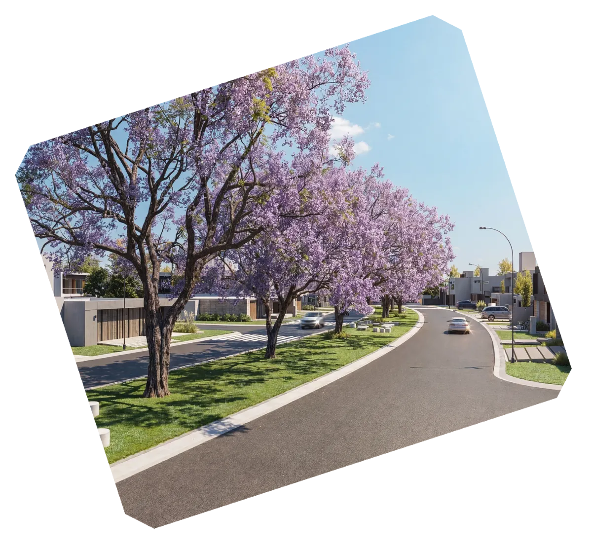 Calle interna del barrio bordeada por jacarandás florecidos
